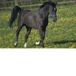 Eclipse stables!