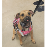 Animal Friend Rescue Shelter, Dog Training, Vet.