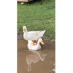 DuckyQuacky