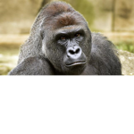 Harambe Church