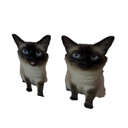 Meow cats Sianamese >.<