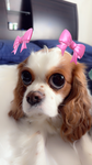 Happy new year hi my name bianca