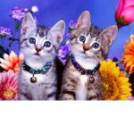 para gatos