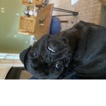 Dogtime let’s go