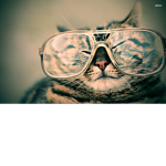 Cool Awesome Cats