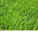 The Grass tribe army
