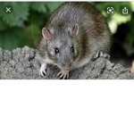 Rat_world