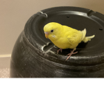 The Birb’s