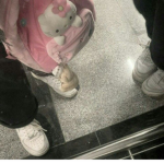 amor’