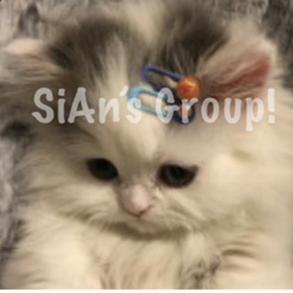 Group Icon