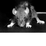 The Toenail rats.