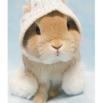 Bun buns (bunnies)