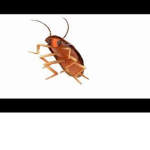 BUG IN YOUR WALLS