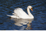 Swan Dive Swimming Center