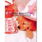 ~Swans Apparel~
