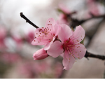 Japanese Trees