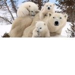 Bear Society hangout