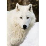 Wolves Online Live Very Exciting Stories
