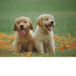 Goggles fan group Join if you like dogs