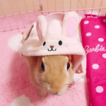 ʚ･ ﾟ ɢɪʀʟ ɢʜᴏsᴛ ﾟ･ɞ