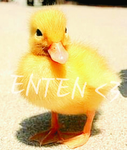 ENTEN <3