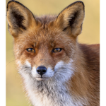 FoxyPlayz’s GROUP!