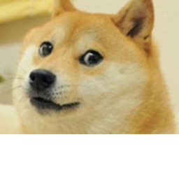 Doge VS cats