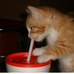 Cat Simulator 69