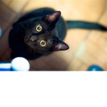 Mittens the Cute Kitty!
