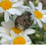 frog daisies