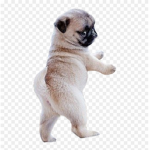 Pug Mugs Studio