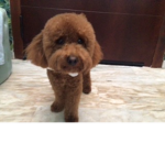Dog Robux lol lol lol lol lol