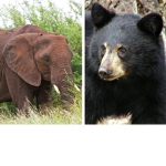 The Elephant Hybrid Bears