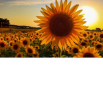 < sunflower group >