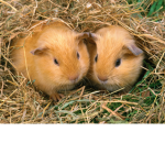 the cool tiny pigs