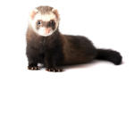Beep Beep Ferrets