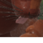 SHADOWCLAN ROLEPLAY.