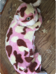 Frog fact team