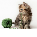 Cats cats and more cats(Cats are life)