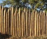 The Moldy Loggers