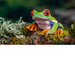 TEAM GRENOUILLE