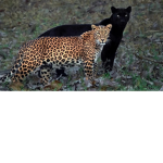The Cat Fandom
