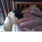 Cat and dogs ######