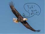 B&E Clan (Bald Eagle)
