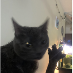 Kittens Fan group!!