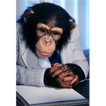 Business Monkey Inc.