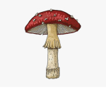 mushrooms? =)