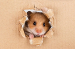hamster and dog and cat group:)