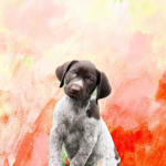 Moo_woof fan Group