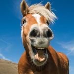 Melancholic Horse Productions